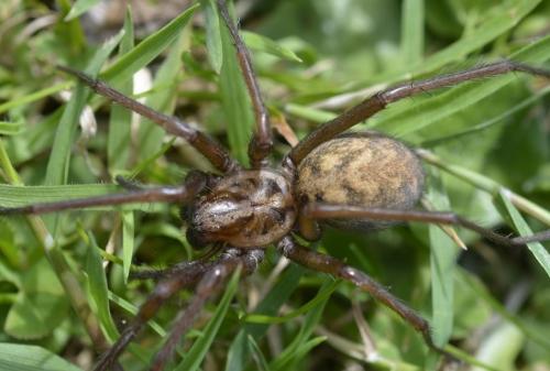 Eratigena sp.